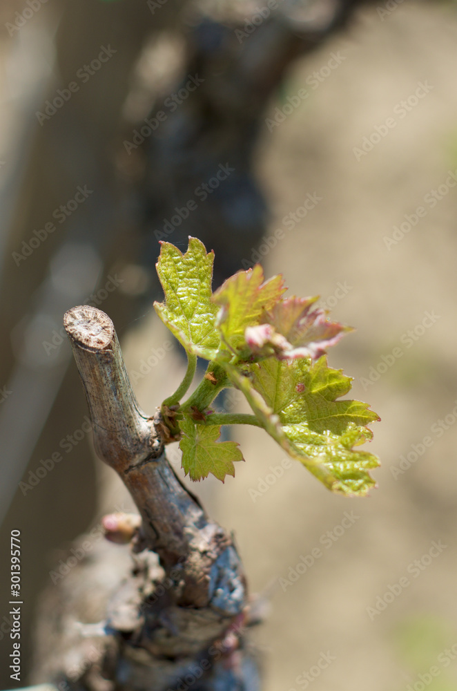 Fototapeta premium New leaves of vineyards