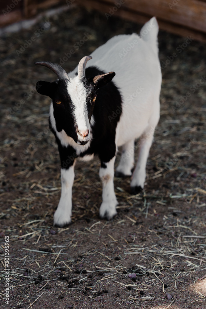 Fototapeta premium sunlight on cute goat standing on ground with hay