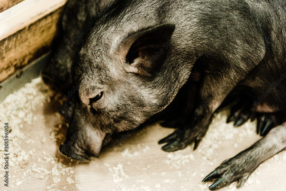 selective focus of cute pigs in zoo selective focus of cute pigs in zoo