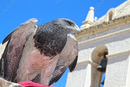 Arequipa, Peru"; August 2017: Colca Canyon, a beautiful eagle in a village of the Canyon in the village market