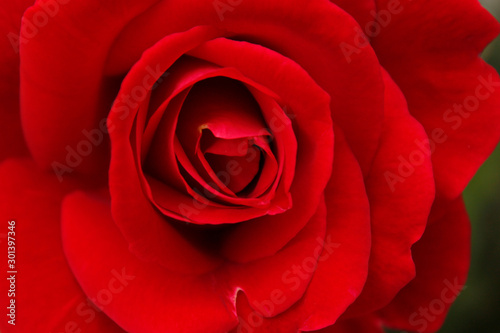 Rosa roja abierta, vista de cerca.