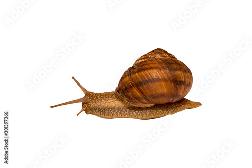 Large grape snail closeup on white background. Isolated image
