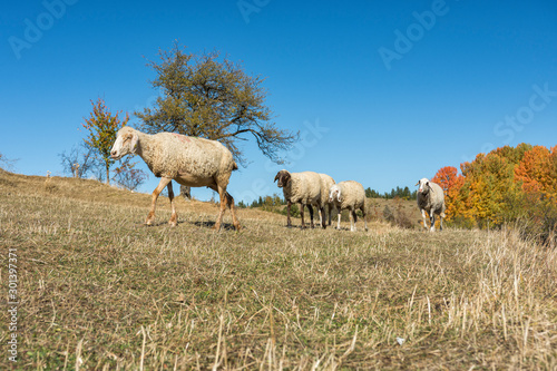 Sheeps herd in the mountain