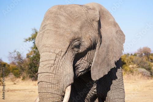 Adult elephant standing in the bush 