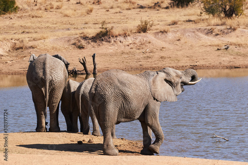 Photography small herd of elephants drinking water from a lake