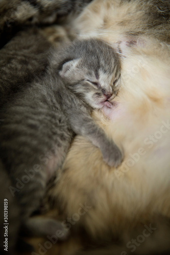 The kitten sleeps on the cat's tummy after feeding. The age of the kitten is one and a half weeks.