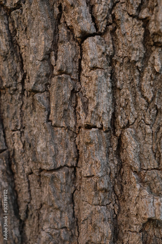 Fototapeta Naklejka Na Ścianę i Meble -  texture of bark of a tree