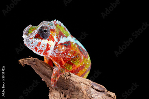 Panter Chameleon, furcifer pardalis, photographed on a plain background