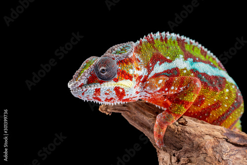 Panter Chameleon  furcifer pardalis  photographed on a plain background