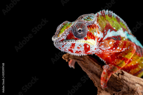Panter Chameleon, furcifer pardalis, photographed on a plain background