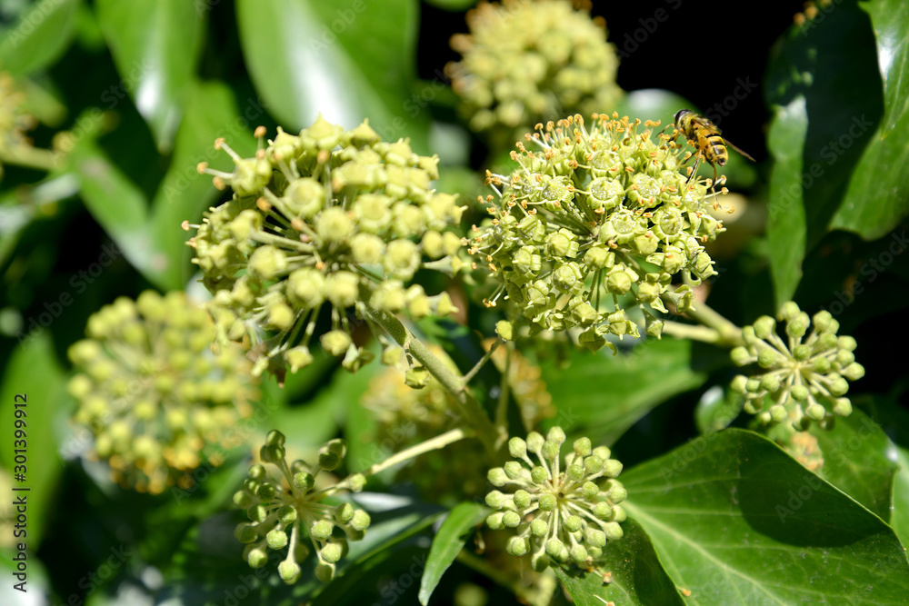 Ivy flowers plain (Hedera helix L.), large plan Ivy flowers plain (Hedera helix L.), large plan