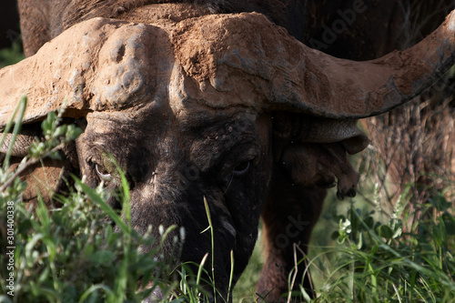 Bison looking at me