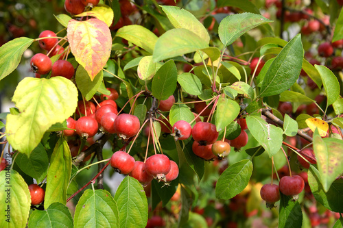 The red apple fruit is Chinese creamy (Malus prunifolia (Willd.) Borkh.) photo