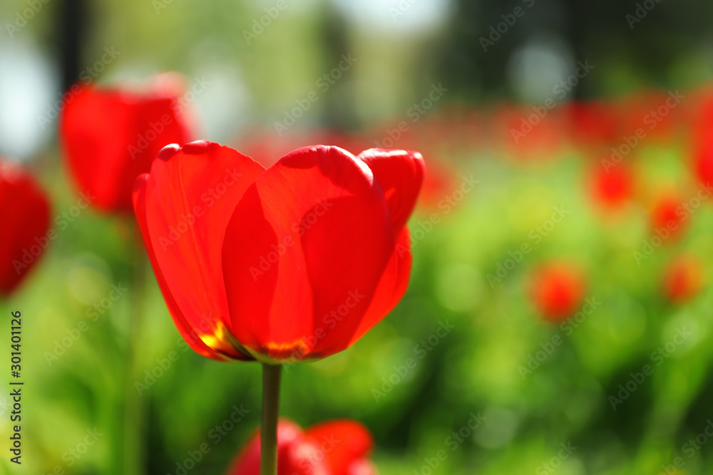 Blossoming tulips outdoors on sunny spring day Blossoming tulips outdoors on sunny spring day
