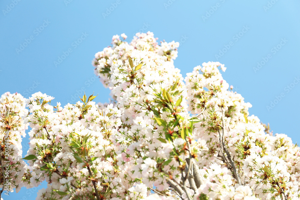 Blossoming cherry tree, closeup Blossoming cherry tree, closeup
