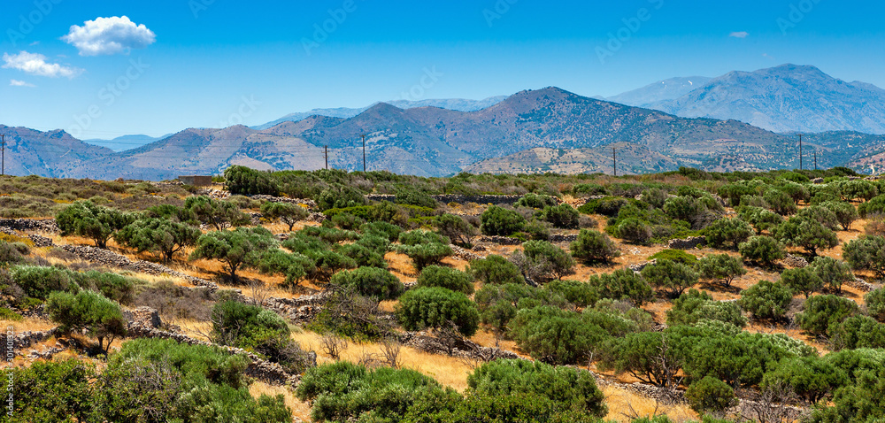View of an olive plantation on the mountain of Crete