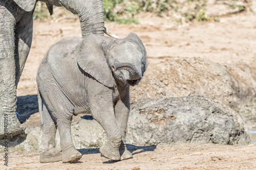 Small african elephant calf, Loxodonta africana, walking