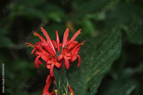 Puerto Maldonado, Peru »  Summer 2017: A beautiful red flower in the winged jungle of the Madre de Dios River © unai