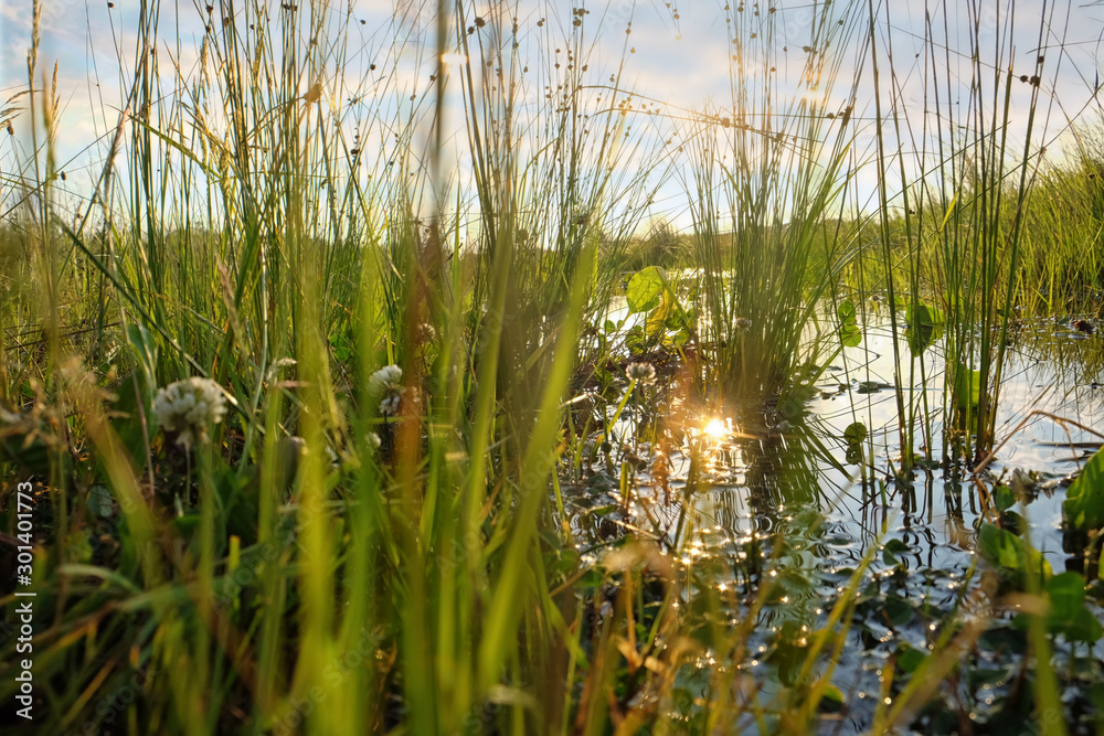 Obraz premium Picturesque view of green plants and lake on sunny day