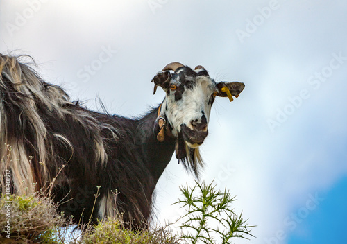 Domestic goat in mountains island Crete