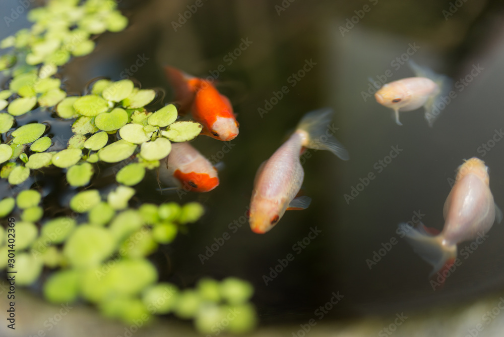 金魚