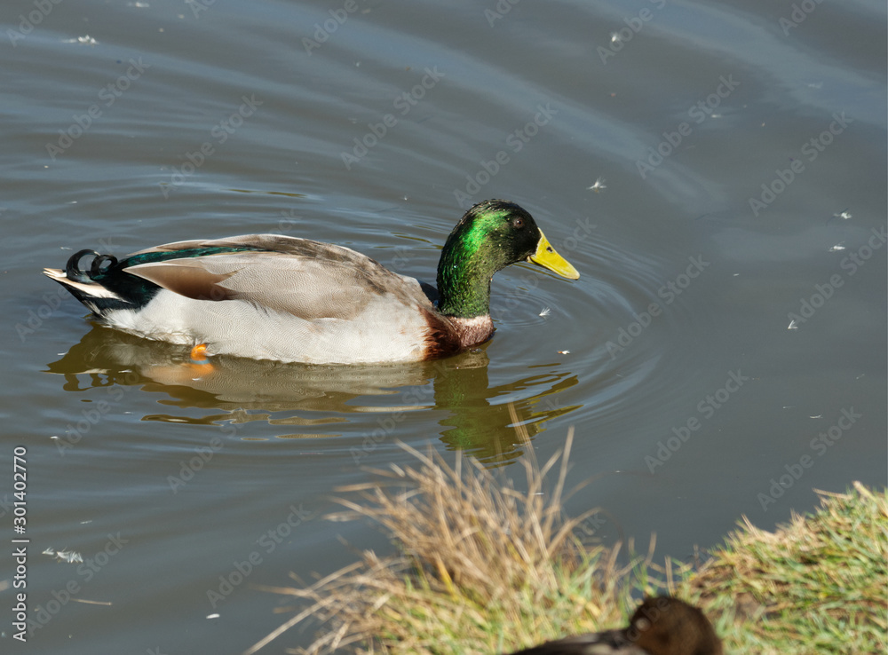 Canard colvert sur la lagune de la ville d'Audenge sur le Bassin d'Arcachon Canard colvert sur la lagune de la ville d'Audenge sur le Bassin d'Arcachon