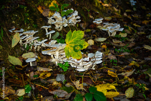 Close up view of mushrooms with maple leaf photo