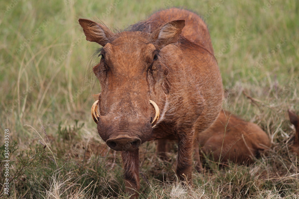 Warzenschwein Warzenschwein