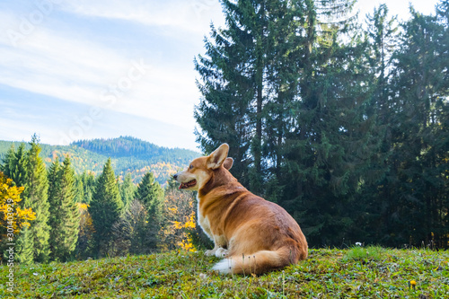 Photography Portrait of cute corgi dog in the summer forest