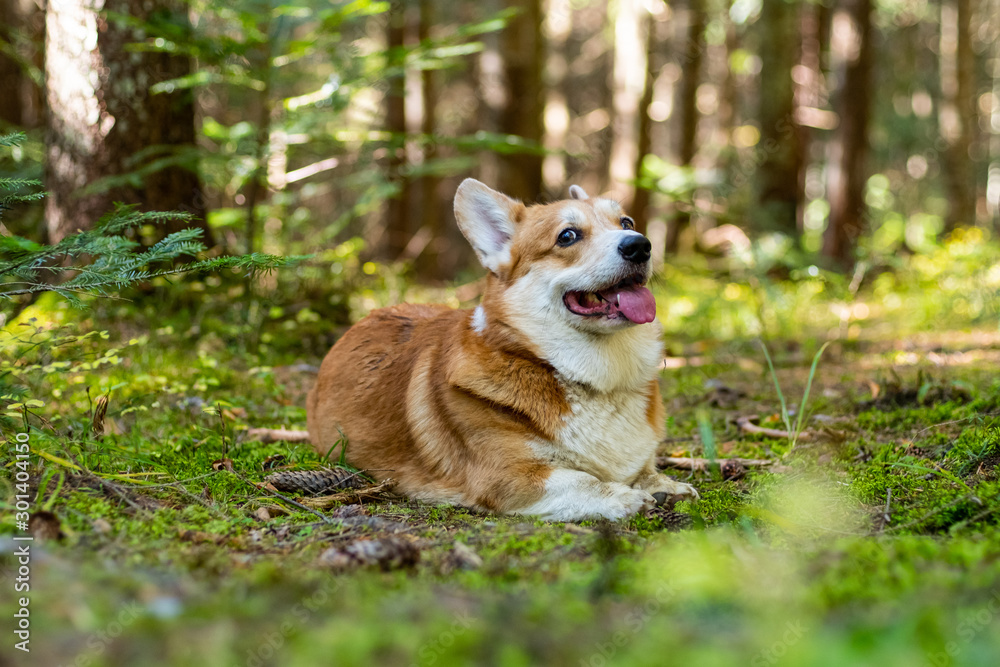 Portrait of cute corgi dog in the summer forest Portrait of cute corgi dog in the summer forest