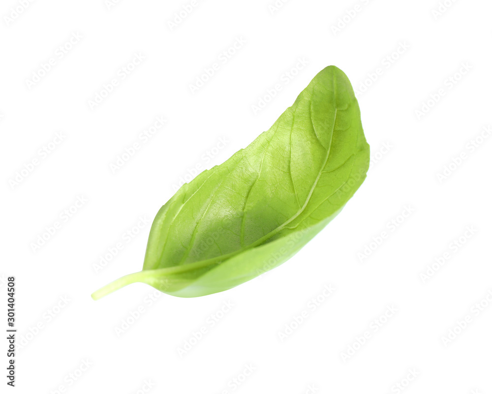 Fresh green basil leaf isolated on white Fresh green basil leaf isolated on white