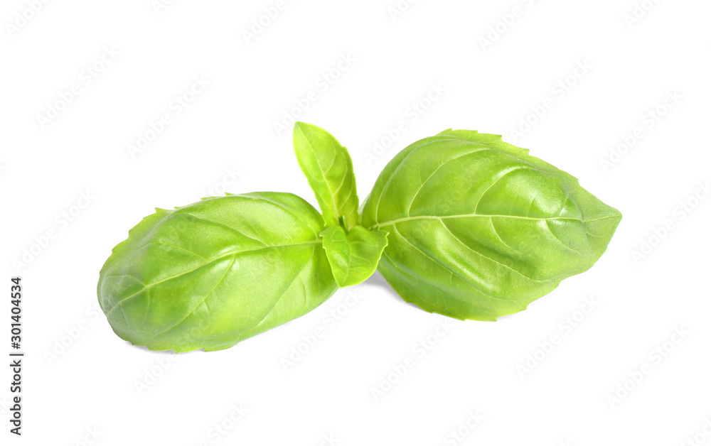 Fresh green basil leaves isolated on white Fresh green basil leaves isolated on white
