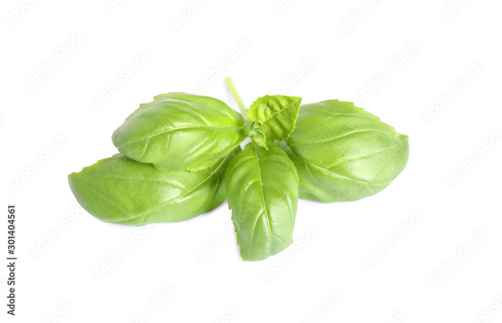 Fresh green basil leaves isolated on white Fresh green basil leaves isolated on white