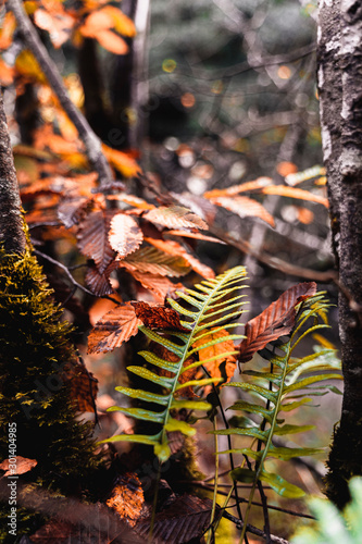autumn leaves photo