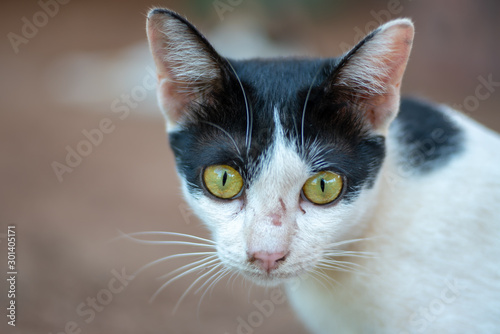 Portrait of white Thai cat with black spots lay on the ground