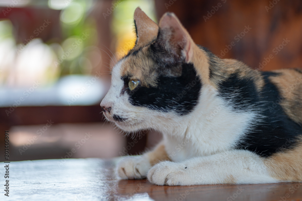 Portrait of tricolor Thai cat, relax cat