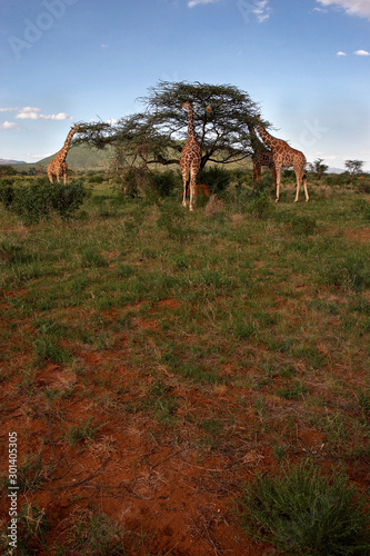 Giraffes eating in Africa