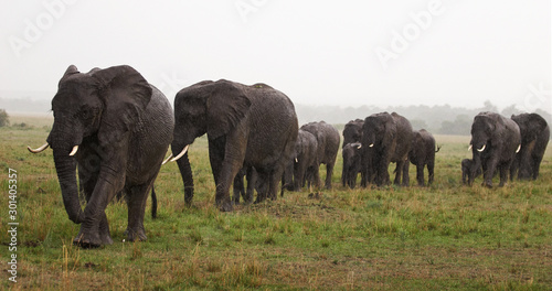Elephants marching under the rain
