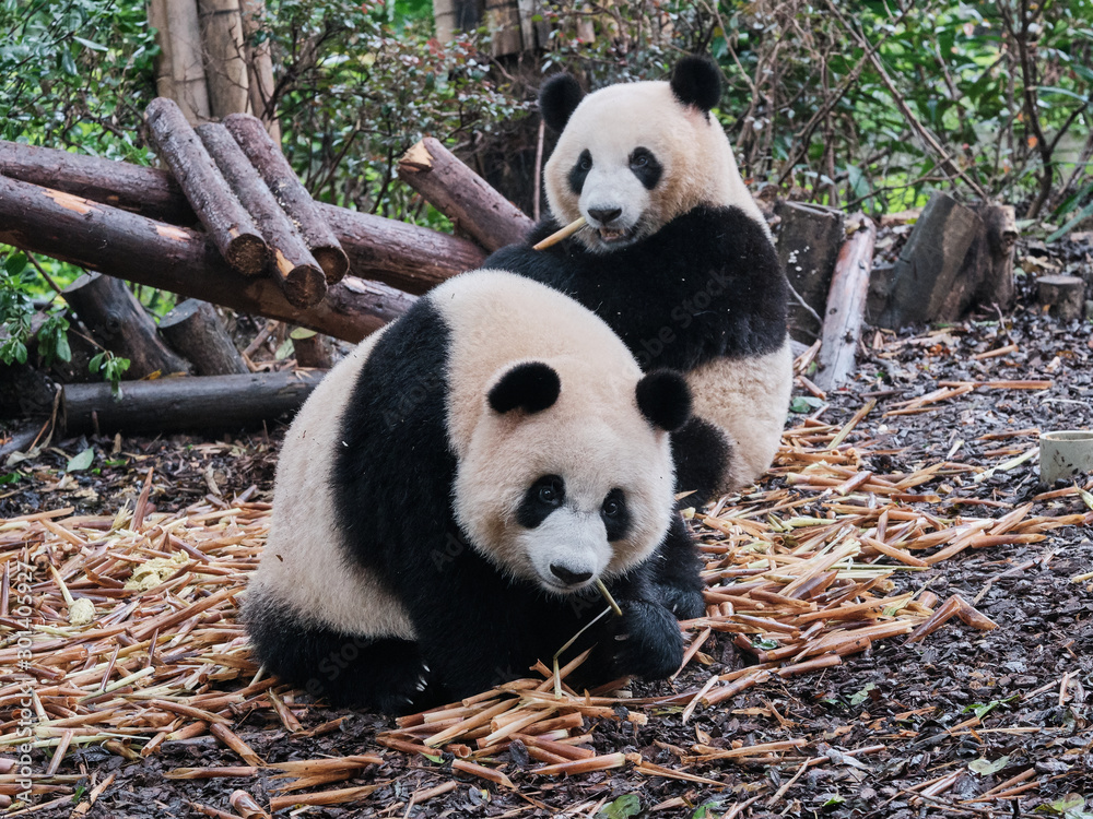 Obraz premium Two Pandas Eating Bamboos