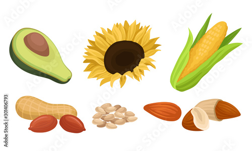 Raw Ingredients, Seeds, Nuts For Vegetable Oils Vector Illustration Set Isolated On White Background
