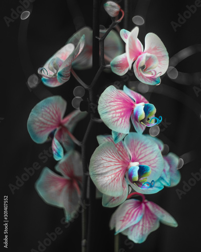 orchid on black background