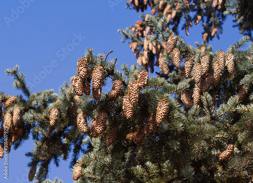 Cones on larch. Sunny summer day.	