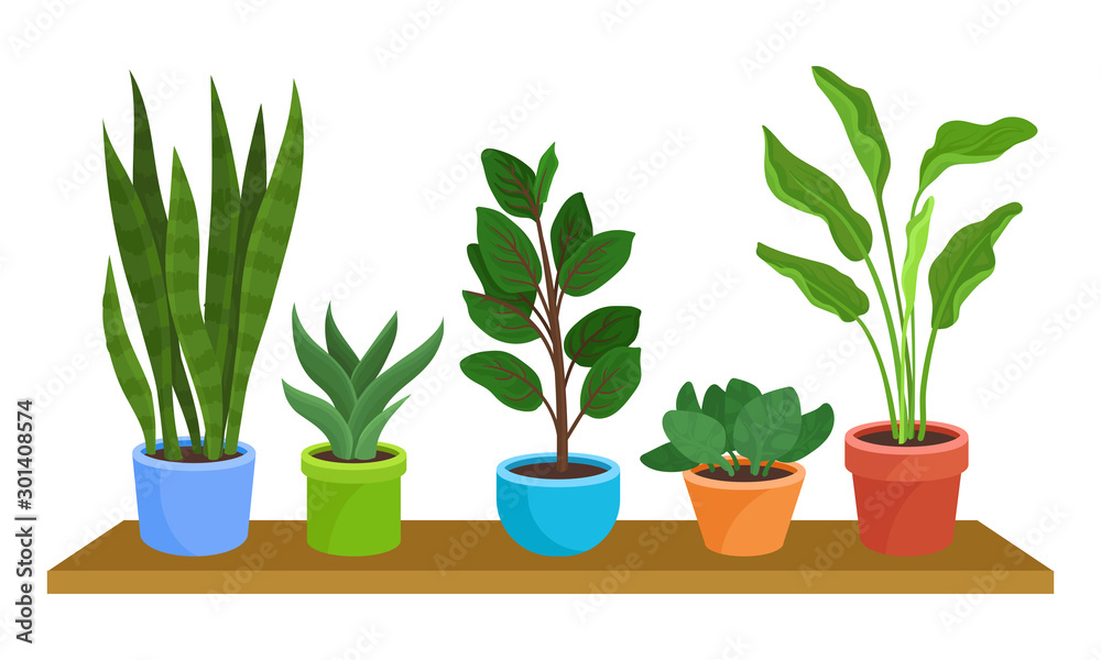 Five Green Houseplants In Colorful Pots On Shelf Vector Illustration Set Five Green Houseplants In Colorful Pots On Shelf Vector Illustration Set