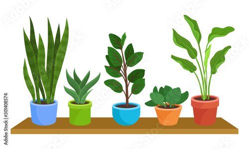 Five Green Houseplants In Colorful Pots On Shelf Vector Illustration Set