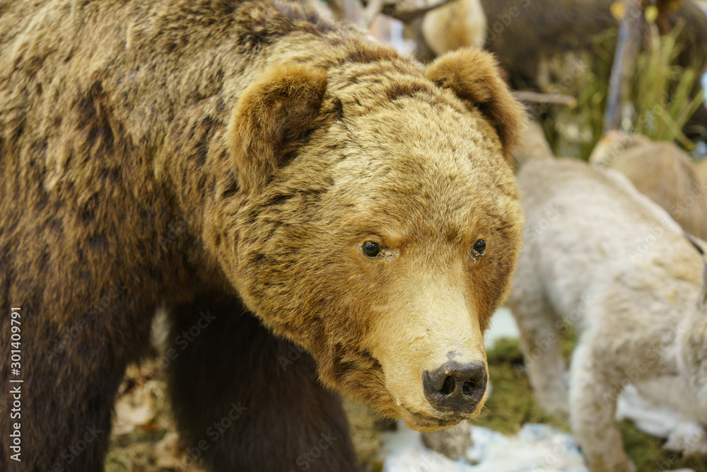 Obraz premium Photography of taxidermy stuffed bear's muzzle. Hunting trophies. Stuffed animals to order. Hunting theme.