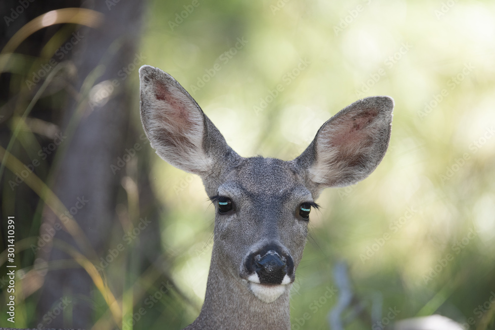 Deer Deer