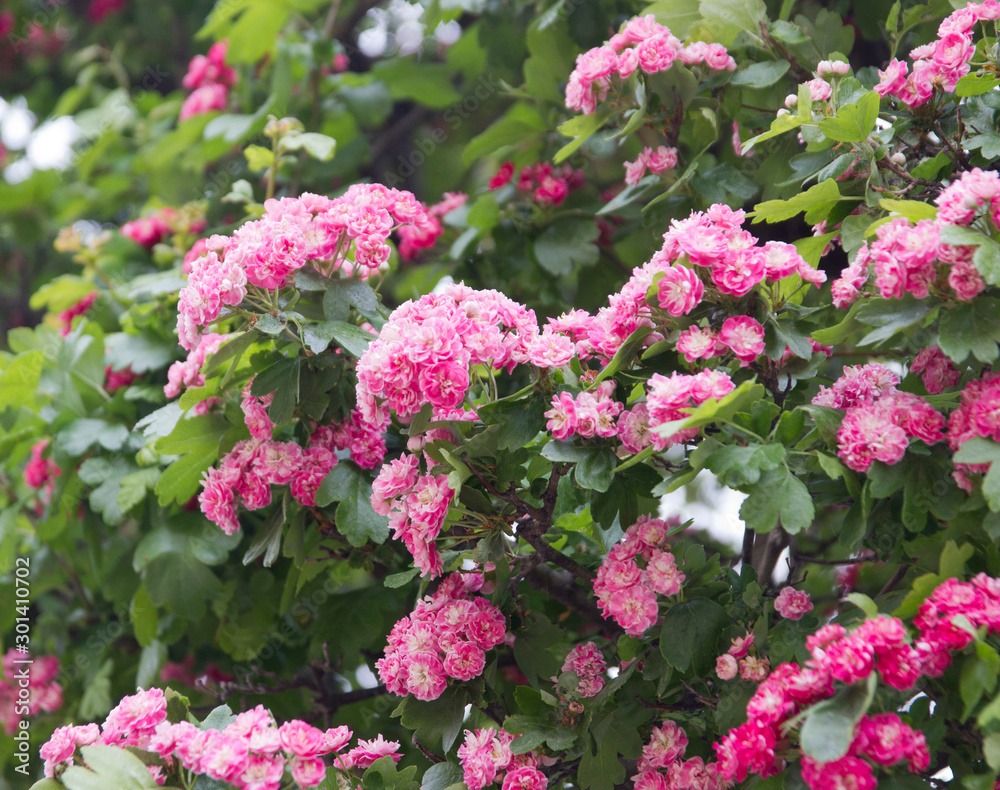 pink flowers in the garden