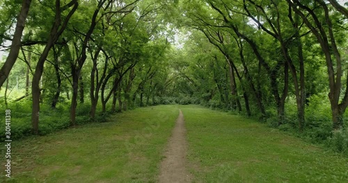 Drone shot: Oak tunnel. Scarry urban tunnel in park. 4k