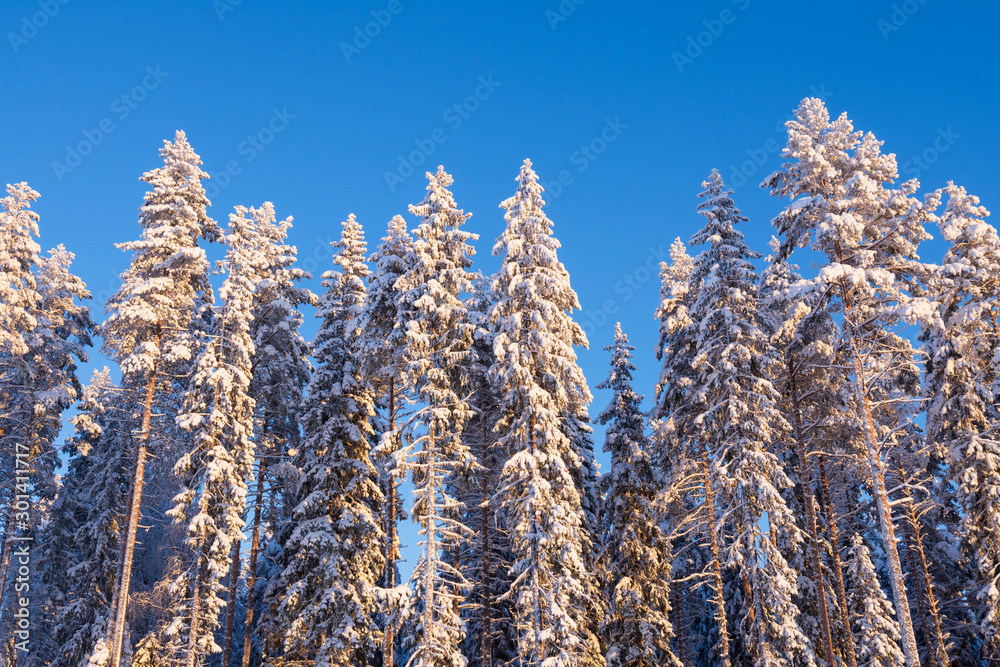 Winter forest, tall spruce and pine trees covered with snow against blue sky Winter forest, tall spruce and pine trees covered with snow against blue sky