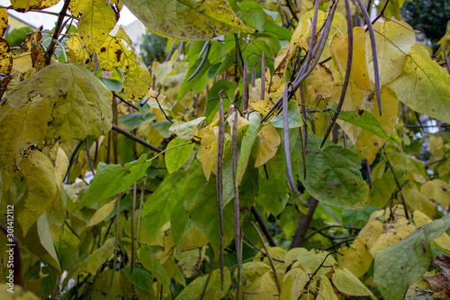 Large long narrow seed pods and green large leaves of a decorative tree in late autumn photo